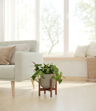 Load image into Gallery viewer, Sage Green stand:walnut