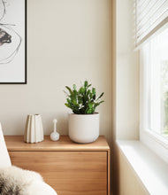 Load image into Gallery viewer, Natural Bamboo