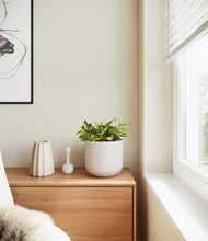 Load image into Gallery viewer, Natural Bamboo