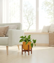 Load image into Gallery viewer, Sunset Orange stand:walnut