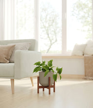 Load image into Gallery viewer, Sage Green stand:walnut