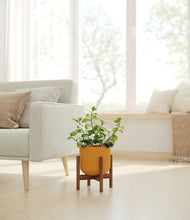 Load image into Gallery viewer, Sunset Orange stand:walnut