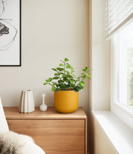 Load image into Gallery viewer, Sunset Orange