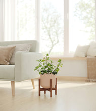 Load image into Gallery viewer, Sandy Pink stand:walnut