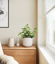 Load image into Gallery viewer, Natural Bamboo