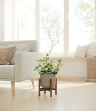 Load image into Gallery viewer, Sage Green stand:walnut