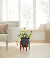 Load image into Gallery viewer, Iron Gray stand:walnut