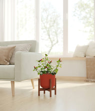 Load image into Gallery viewer, -