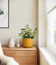 Load image into Gallery viewer, -