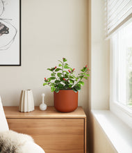 Load image into Gallery viewer, -