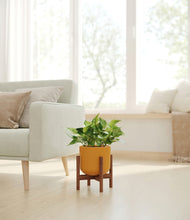 Load image into Gallery viewer, Sunset Orange stand:walnut