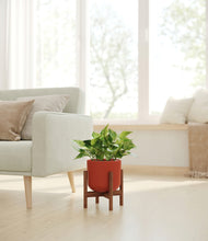 Load image into Gallery viewer, Earth Red stand:walnut