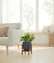 Load image into Gallery viewer, Iron Gray stand:walnut