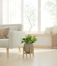 Load image into Gallery viewer, Sage Green stand:bamboo