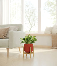 Load image into Gallery viewer, Earth Red stand:bamboo