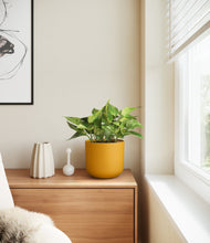 Load image into Gallery viewer, Sunset Orange