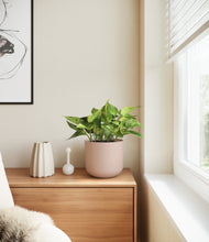 Load image into Gallery viewer, Sandy Pink