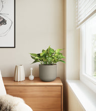 Load image into Gallery viewer, Sage Green