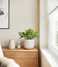 Load image into Gallery viewer, Natural Bamboo