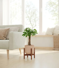 Load image into Gallery viewer, Sandy Pink stand:walnut