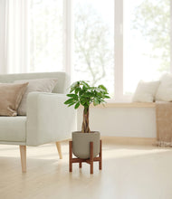 Load image into Gallery viewer, Sage Green stand:walnut