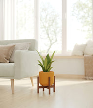 Load image into Gallery viewer, Sunset Orange stand:walnut