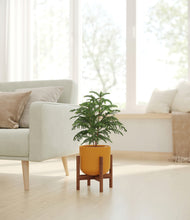 Load image into Gallery viewer, Sunset Orange stand:walnut