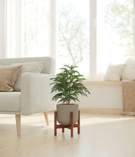 Load image into Gallery viewer, Sage Green stand:walnut