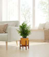 Load image into Gallery viewer, Sunset Orange stand:walnut