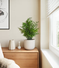 Load image into Gallery viewer, Natural Bamboo