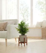 Load image into Gallery viewer, Sage Green stand:walnut