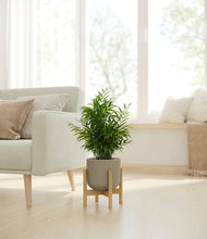 Load image into Gallery viewer, Sage Green stand:bamboo