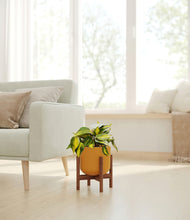 Load image into Gallery viewer, Sunset Orange stand:walnut