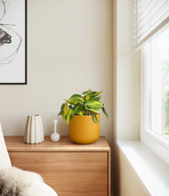 Load image into Gallery viewer, Sunset Orange