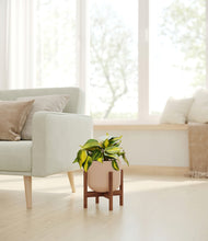 Load image into Gallery viewer, Sandy Pink stand:walnut