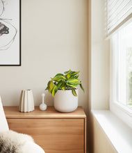 Load image into Gallery viewer, Natural Bamboo