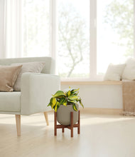 Load image into Gallery viewer, Sage Green stand:walnut