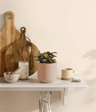 Load image into Gallery viewer, Sandy Pink