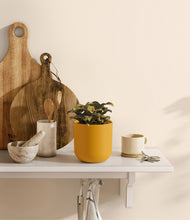 Load image into Gallery viewer, Sunset Orange