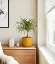 Load image into Gallery viewer, Sunset Orange