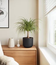 Load image into Gallery viewer, Stone Black