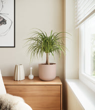 Load image into Gallery viewer, Sandy Pink