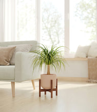 Load image into Gallery viewer, Sandy Pink stand:walnut