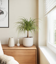 Load image into Gallery viewer, Natural Bamboo