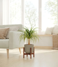 Load image into Gallery viewer, Sage Green stand:walnut