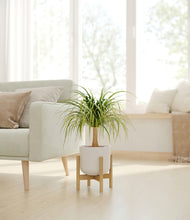 Load image into Gallery viewer, Natural Bamboo stand:bamboo