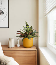 Load image into Gallery viewer, Sunset Orange