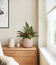 Load image into Gallery viewer, Sandy Pink