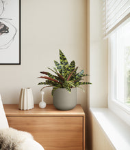 Load image into Gallery viewer, Sage Green