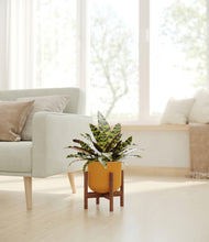 Load image into Gallery viewer, Sunset Orange stand:walnut